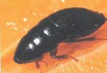Surinaamse kakkerlak