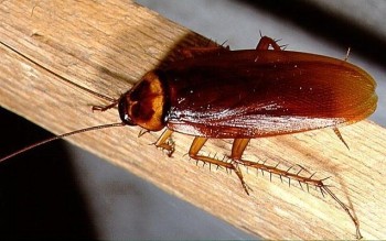 Australische kakkerlak